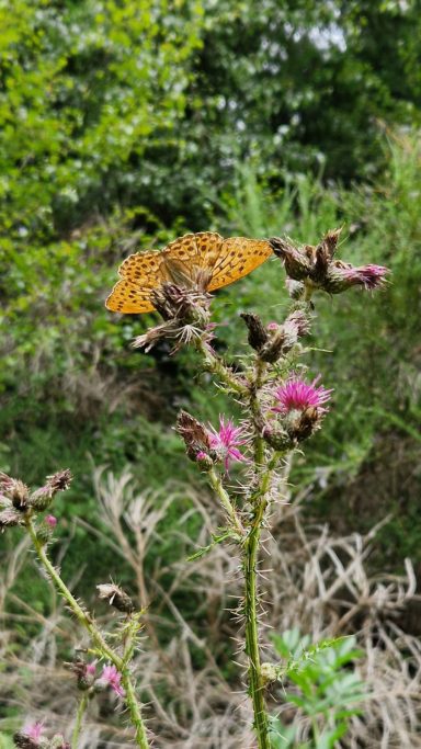 A butterfly rests on thistle flowers surrounded by green foliage.