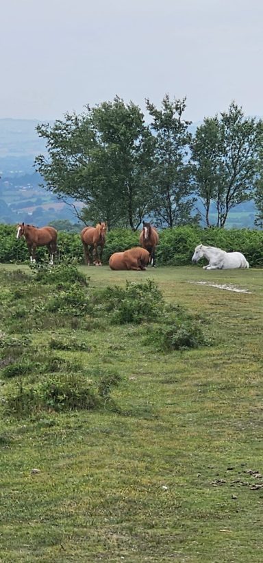 Four horses, three brown and one white, grazing in a green grassy field.