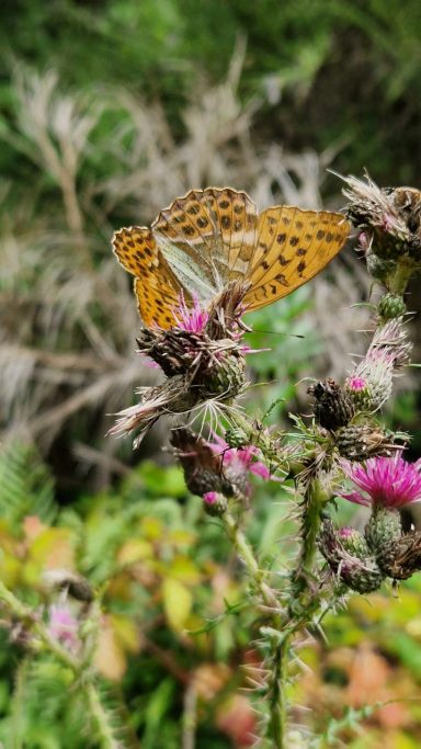 Orange butterfly with black spots resting on pink flowers, surrounded by greenery.