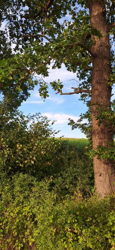 Lush greenery with a tree and blue sky in the background.